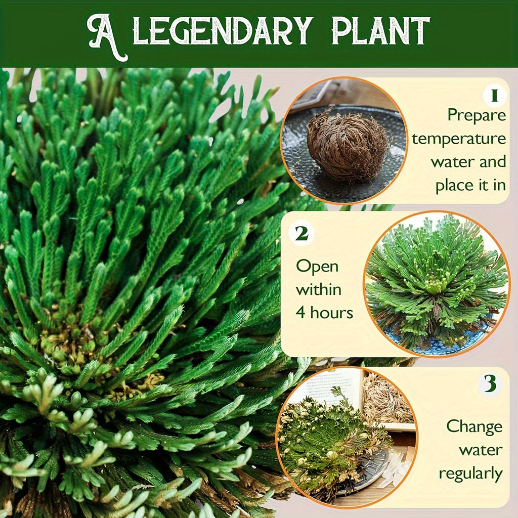 [4pcs Large Sacred Rose Jericho] 4pcs/box Rose of Jericho large size, Selaginella Lepidophylla, Dried Rose, Sacred Rose I Doradilla Plant, Dried Plants- Dried Fern Like Scale Leaf Prayer Plants for Spiritual Purification, Hom