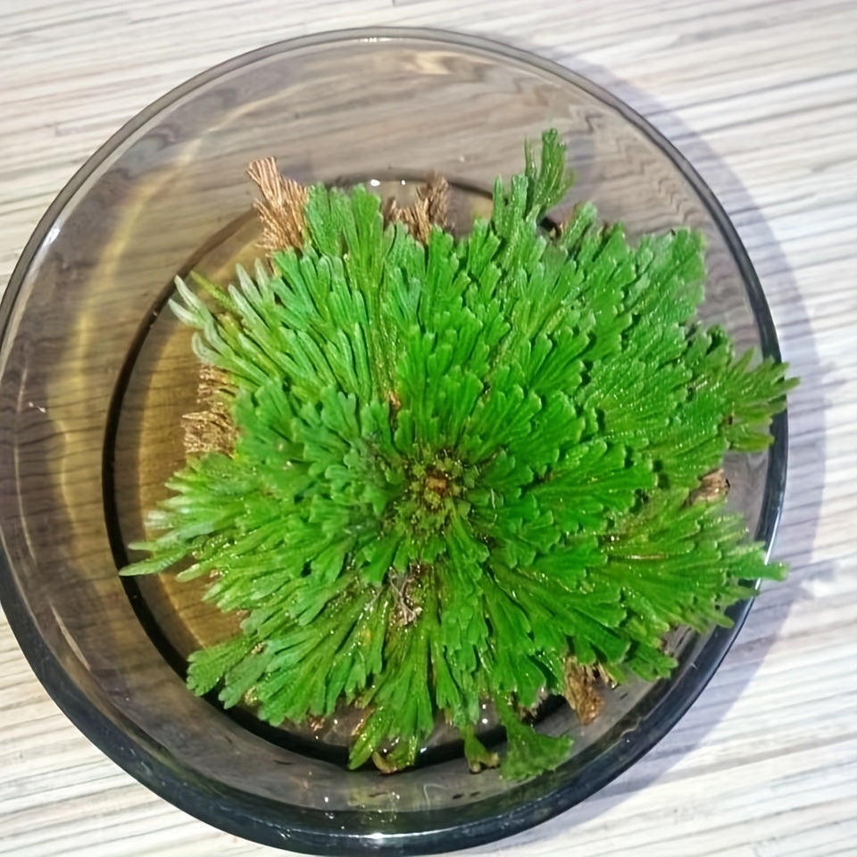 [4pcs Large Sacred Rose Jericho] 4pcs/box Rose of Jericho large size, Selaginella Lepidophylla, Dried Rose, Sacred Rose I Doradilla Plant, Dried Plants- Dried Fern Like Scale Leaf Prayer Plants for Spiritual Purification, Hom