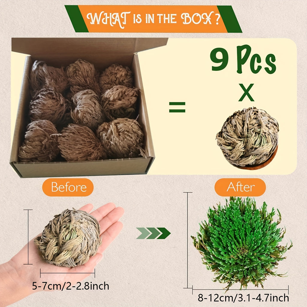 [4pcs Large Sacred Rose Jericho] 4pcs/box Rose of Jericho large size, Selaginella Lepidophylla, Dried Rose, Sacred Rose I Doradilla Plant, Dried Plants- Dried Fern Like Scale Leaf Prayer Plants for Spiritual Purification, Hom