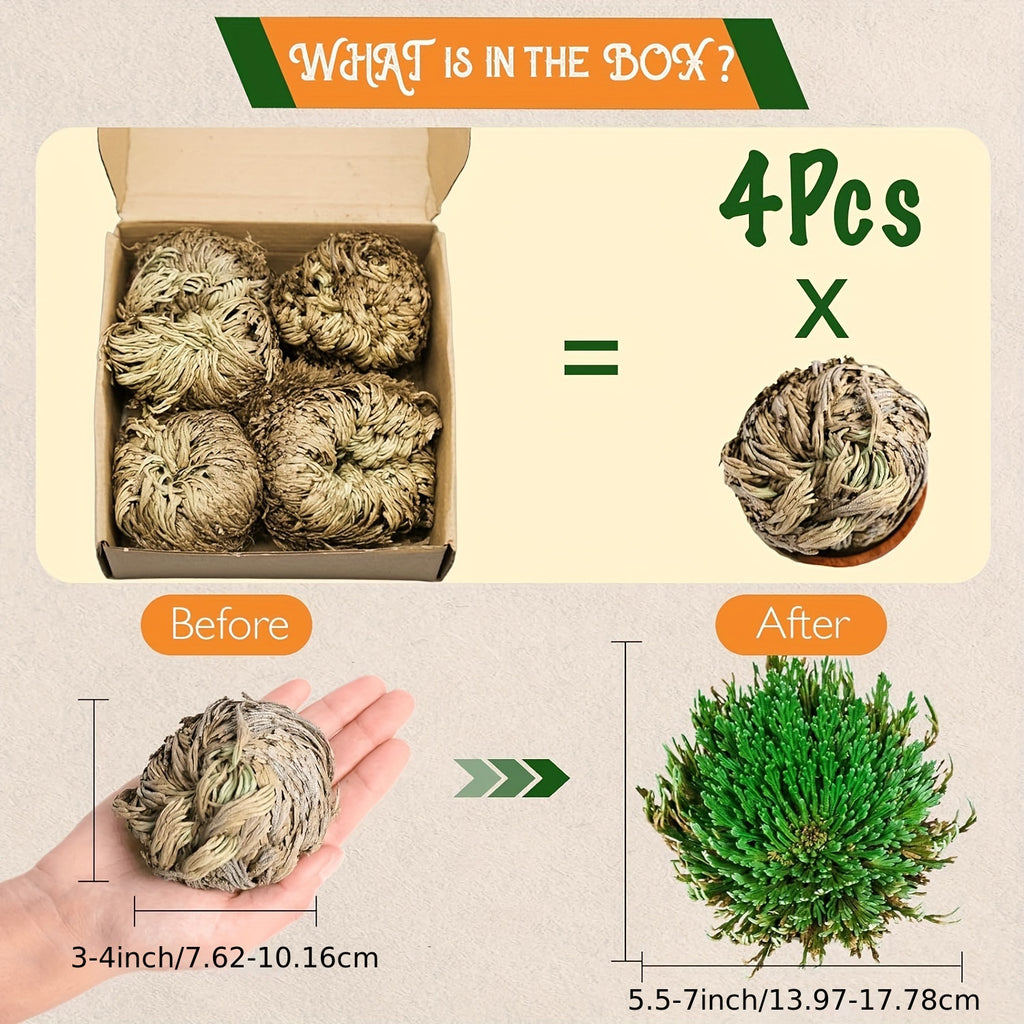 [4pcs Large Sacred Rose Jericho] 4pcs/box Rose of Jericho large size, Selaginella Lepidophylla, Dried Rose, Sacred Rose I Doradilla Plant, Dried Plants- Dried Fern Like Scale Leaf Prayer Plants for Spiritual Purification, Hom