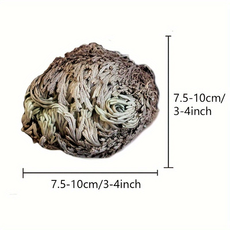 [4pcs Large Sacred Rose Jericho] 4pcs/box Rose of Jericho large size, Selaginella Lepidophylla, Dried Rose, Sacred Rose I Doradilla Plant, Dried Plants- Dried Fern Like Scale Leaf Prayer Plants for Spiritual Purification, Hom