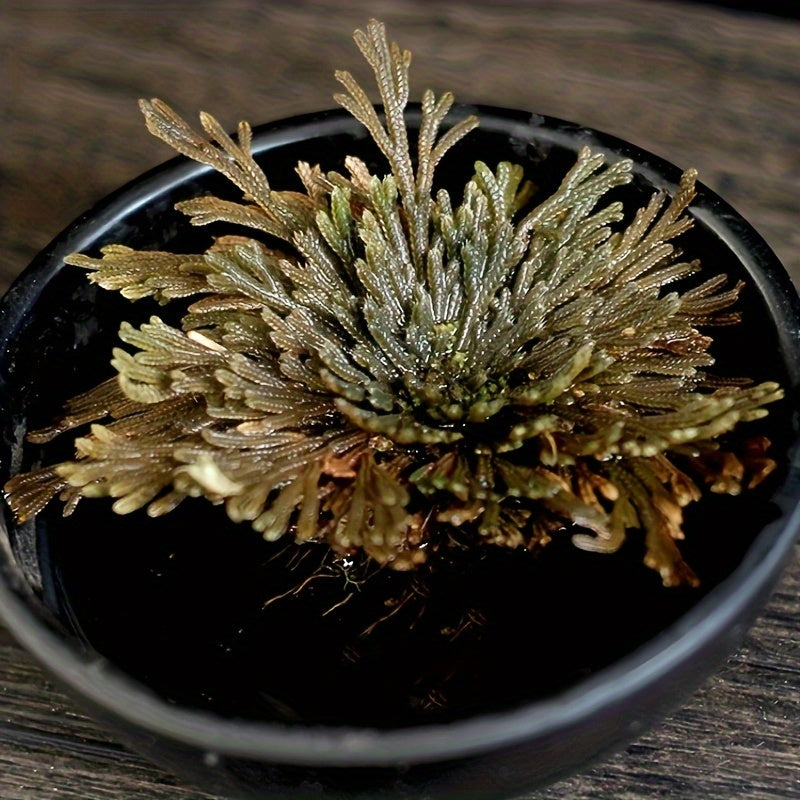 [4pcs Large Sacred Rose Jericho] 4pcs/box Rose of Jericho large size, Selaginella Lepidophylla, Dried Rose, Sacred Rose I Doradilla Plant, Dried Plants- Dried Fern Like Scale Leaf Prayer Plants for Spiritual Purification, Hom