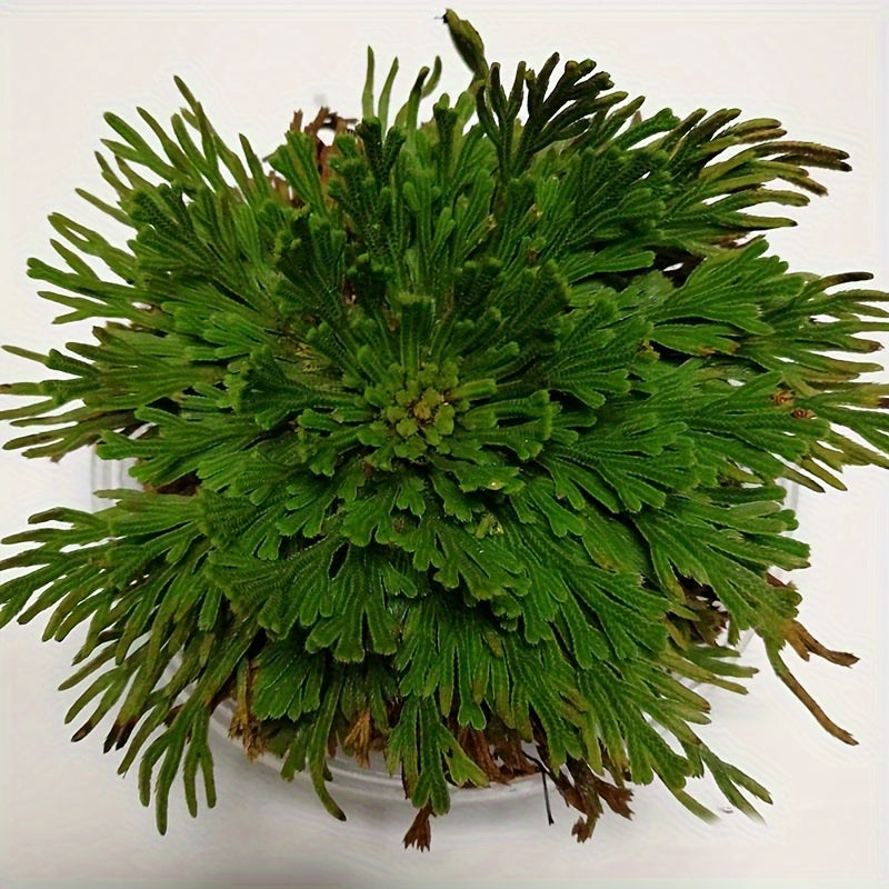 [4pcs Large Sacred Rose Jericho] 4pcs/box Rose of Jericho large size, Selaginella Lepidophylla, Dried Rose, Sacred Rose I Doradilla Plant, Dried Plants- Dried Fern Like Scale Leaf Prayer Plants for Spiritual Purification, Hom
