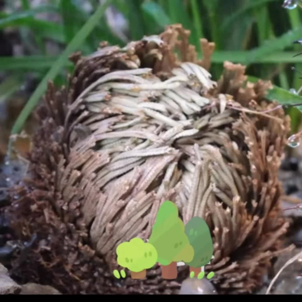 [4pcs Large Sacred Rose Jericho] 4pcs/box Rose of Jericho large size, Selaginella Lepidophylla, Dried Rose, Sacred Rose I Doradilla Plant, Dried Plants- Dried Fern Like Scale Leaf Prayer Plants for Spiritual Purification, Hom