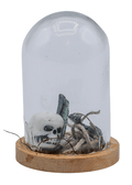 Vivianite Terrarium in Glass Dome